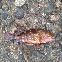 アジングでアコウ